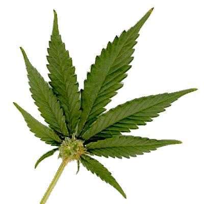marijuana